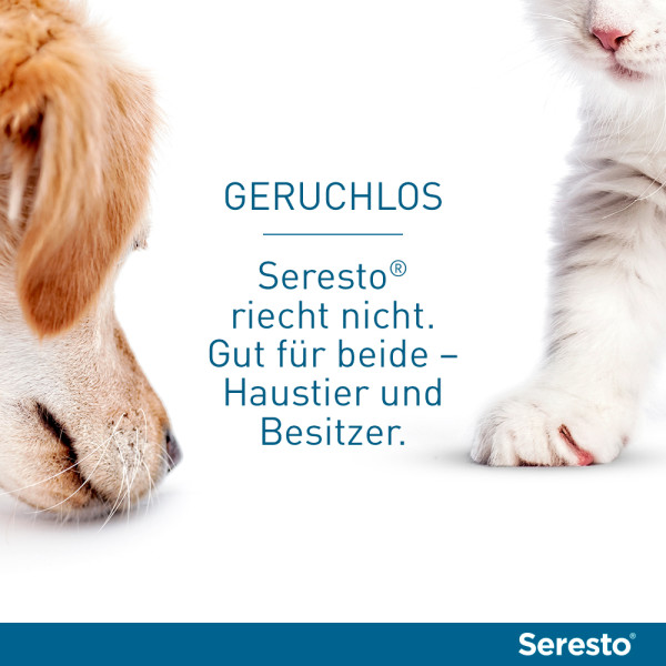 Seresto Halsband für Katzen gegen Zecken und Flöhe, wirkt abtötend und repellierend  bis zu 7-8 Monate
